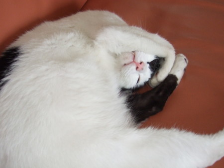 f:id:gonbey:20090830135112j:image
