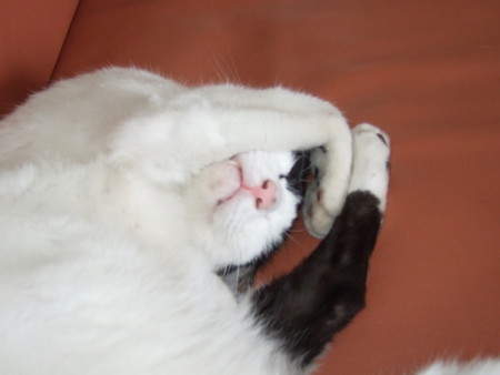 f:id:gonbey:20090830135213j:image