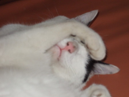 f:id:gonbey:20090830141644j:image