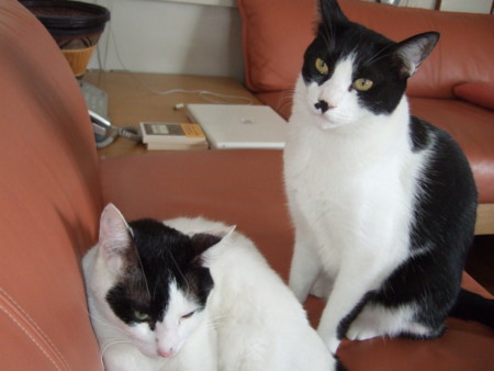 f:id:gonbey:20090830150924j:image