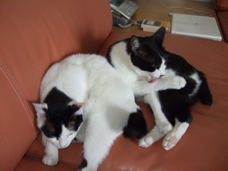 f:id:gonbey:20090830151338j:image