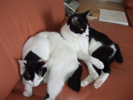 f:id:gonbey:20090830151340j:image