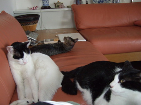 f:id:gonbey:20090830154448j:image