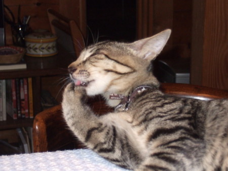 f:id:gonbey:20090905215636j:image