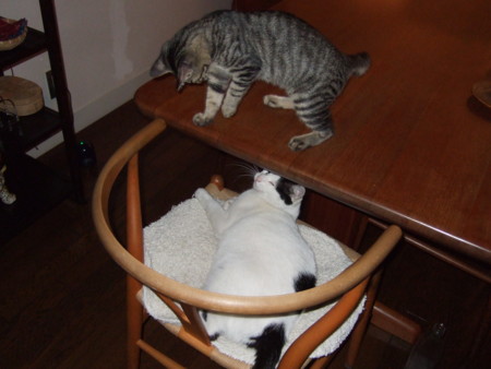 f:id:gonbey:20090908200556j:image