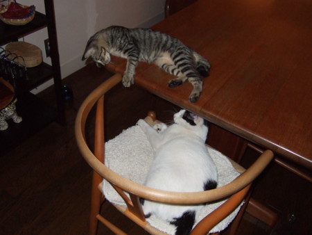 f:id:gonbey:20090908200559j:image