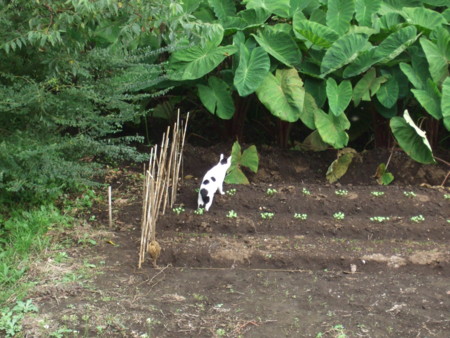 f:id:gonbey:20090922072357j:image