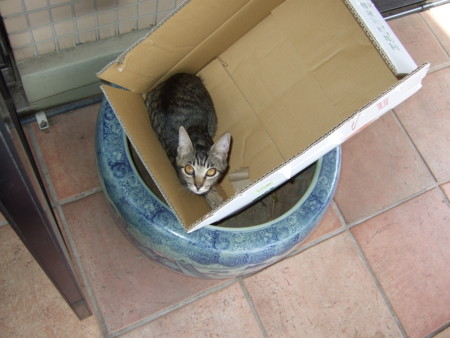 f:id:gonbey:20090923123315j:image