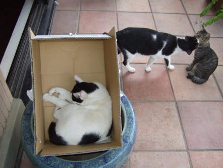 f:id:gonbey:20090923165801j:image f:id:gonbey:20090923165801j:image