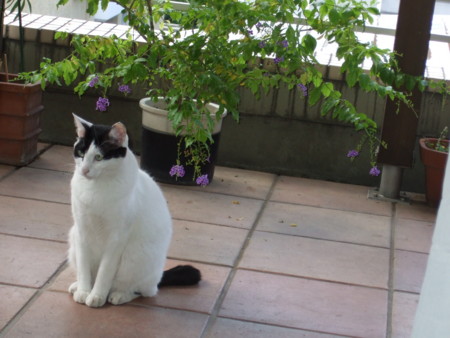 f:id:gonbey:20091004114327j:image