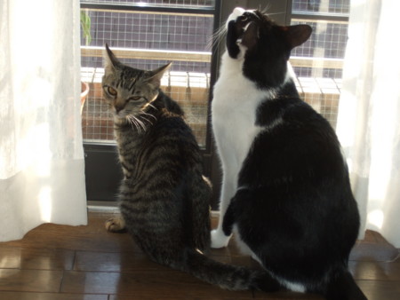 f:id:gonbey:20091018151850j:image