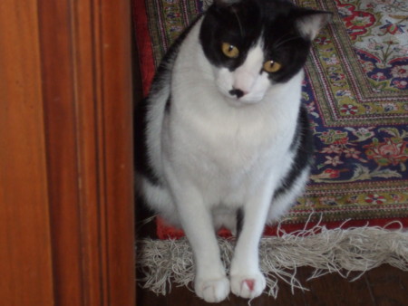f:id:gonbey:20091022071223j:image