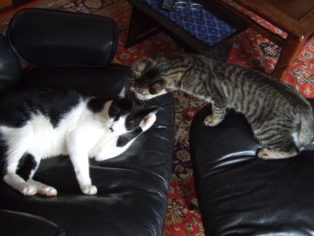 f:id:gonbey:20091025141847j:image