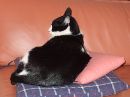 f:id:gonbey:20091115160754j:image