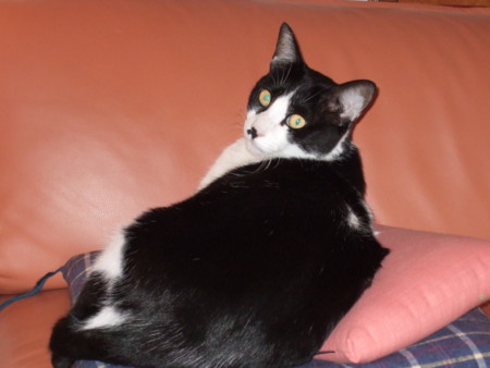 f:id:gonbey:20091115160810j:image