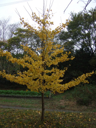f:id:gonbey:20091123084540j:image