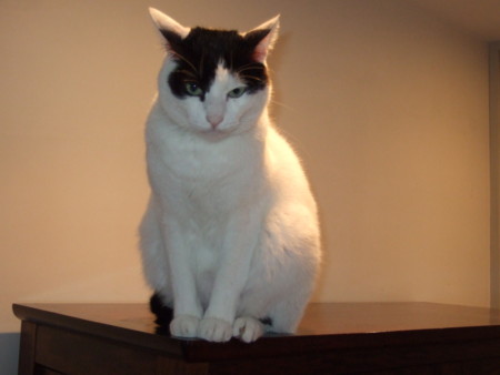 f:id:gonbey:20091216080344j:image