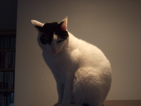 f:id:gonbey:20091216080402j:image
