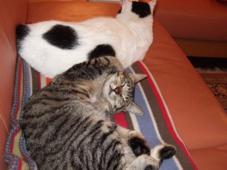 f:id:gonbey:20091227203016j:image
