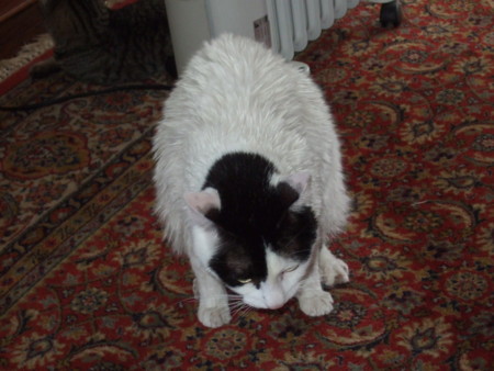 f:id:gonbey:20091231144654j:image