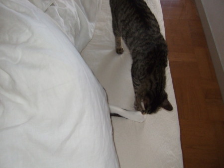 f:id:gonbey:20100107073535j:image