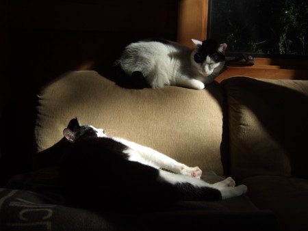 f:id:gonbey:20100110122735j:image