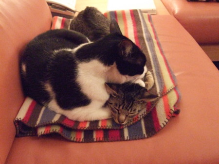 f:id:gonbey:20100111212302j:image f:id:gonbey:20100111212302j:image