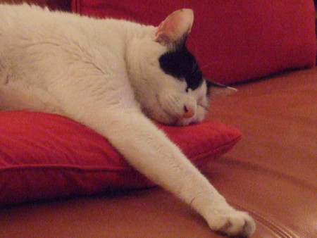 f:id:gonbey:20100121220433j:image