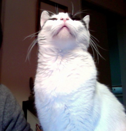 f:id:gonbey:20100125204908j:image