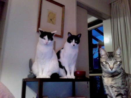 f:id:gonbey:20100125214839j:image