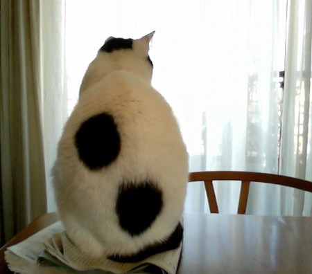 f:id:gonbey:20100128084659j:image