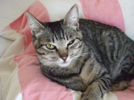 f:id:gonbey:20100130091601j:image