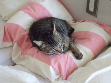 f:id:gonbey:20100130091646j:image