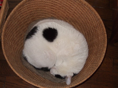 f:id:gonbey:20100213184629j:image