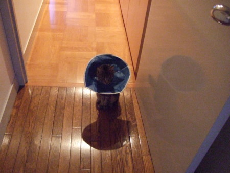 f:id:gonbey:20100512183249j:image