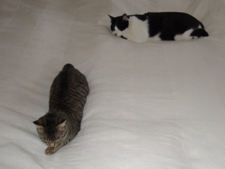 f:id:gonbey:20100527090721j:image
