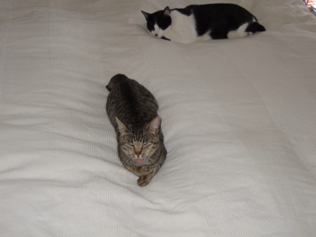 f:id:gonbey:20100527090757j:image