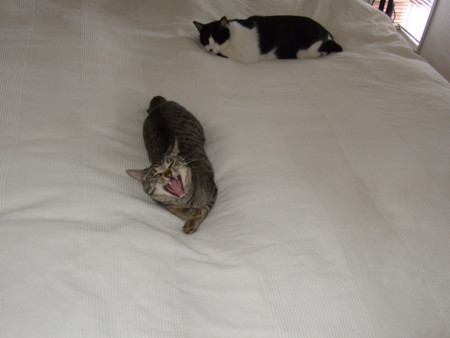 f:id:gonbey:20100527090848j:image