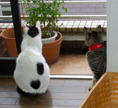 f:id:gonbey:20100609071039j:image