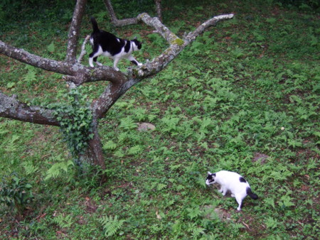 f:id:gonbey:20100711072933j:image