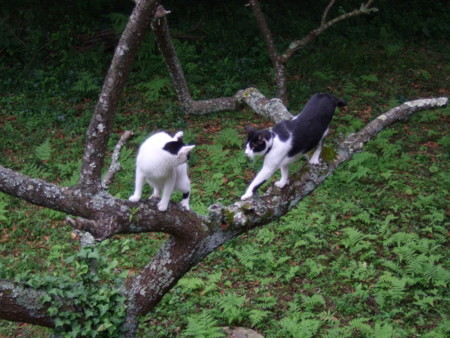 f:id:gonbey:20100711073032j:image