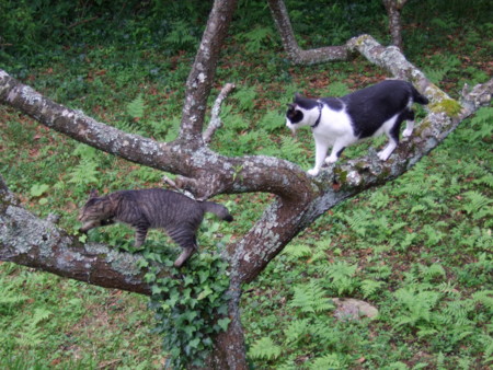 f:id:gonbey:20100711073052j:image