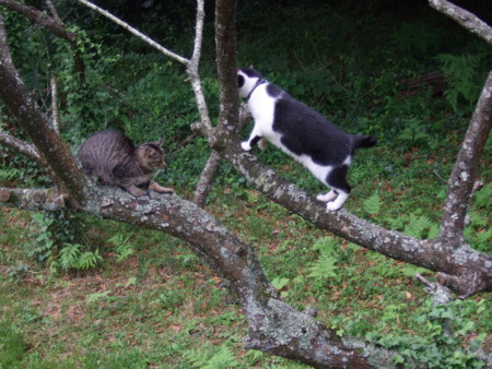 f:id:gonbey:20100711073108j:image
