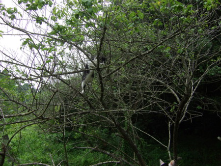 f:id:gonbey:20100711073258j:image