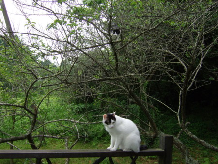 f:id:gonbey:20100711073309j:image