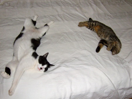 f:id:gonbey:20100711165117j:image