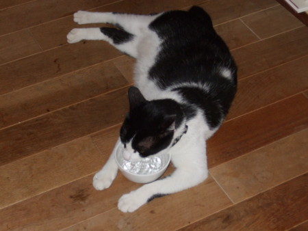 f:id:gonbey:20100719102731j:image