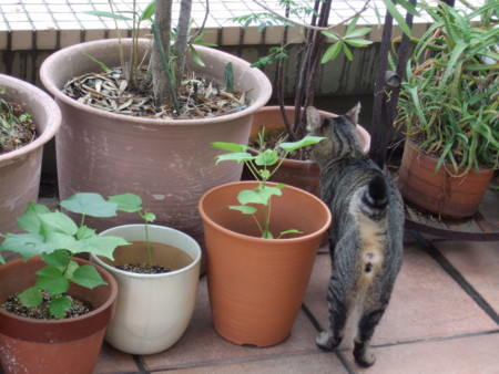 f:id:gonbey:20100820081024j:image