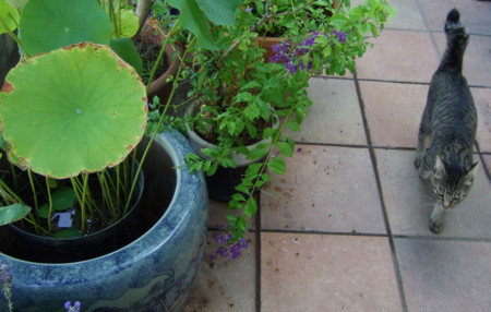 f:id:gonbey:20100823083051j:image