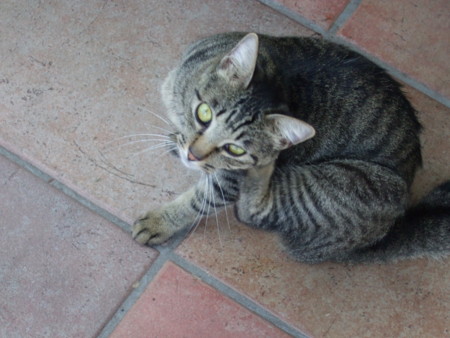 f:id:gonbey:20100823083114j:image